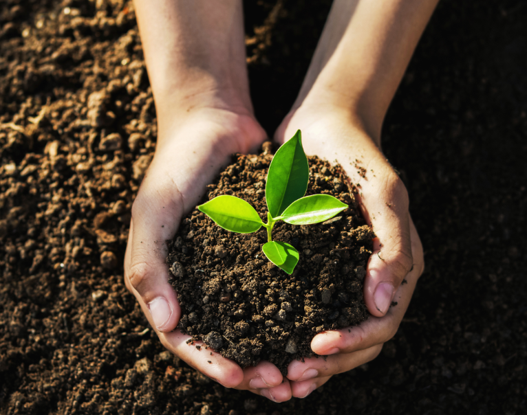 Hands holding dirt with a sprout in the middle